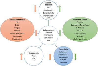 Antitumor Anesthetic Strategy in the Perioperatory Period of the Oncological Patient: A Review